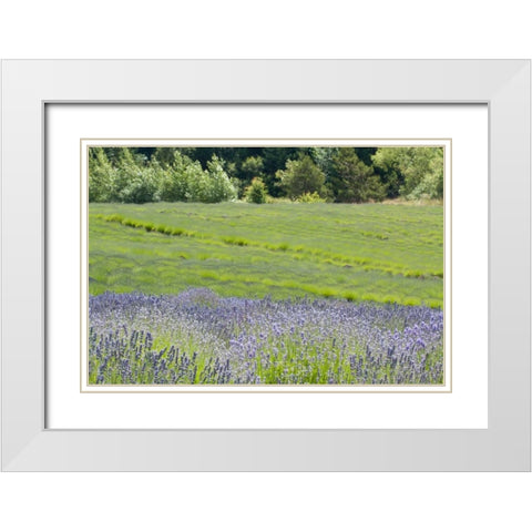 Lavender Hill II White Modern Wood Framed Art Print with Double Matting by Styber, Dana