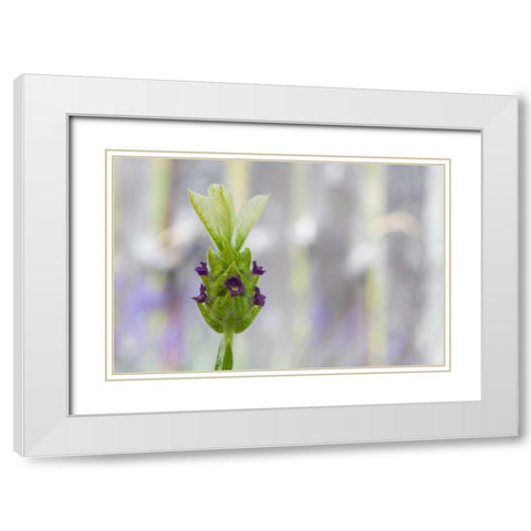 Lavender Bud I White Modern Wood Framed Art Print with Double Matting by Styber, Dana
