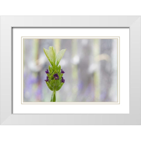 Lavender Bud I White Modern Wood Framed Art Print with Double Matting by Styber, Dana