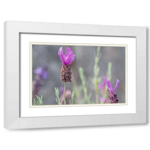 Lavender Bud II White Modern Wood Framed Art Print with Double Matting by Styber, Dana