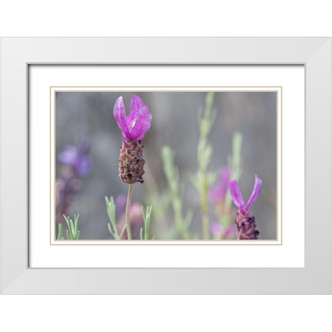 Lavender Bud II White Modern Wood Framed Art Print with Double Matting by Styber, Dana