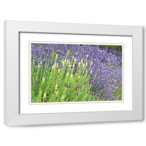 Flowing Lavender I White Modern Wood Framed Art Print with Double Matting by Styber, Dana