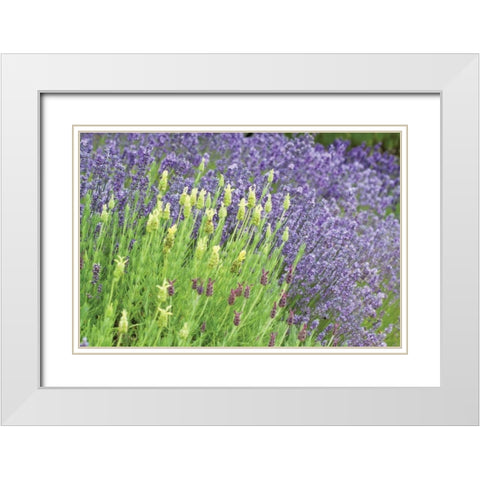 Flowing Lavender I White Modern Wood Framed Art Print with Double Matting by Styber, Dana