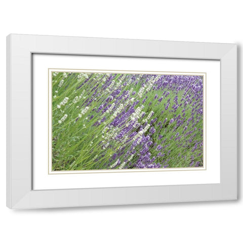 Flowing Lavender II White Modern Wood Framed Art Print with Double Matting by Styber, Dana