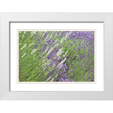 Flowing Lavender II White Modern Wood Framed Art Print with Double Matting by Styber, Dana