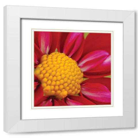 Starburst Square II White Modern Wood Framed Art Print with Double Matting by Styber, Dana