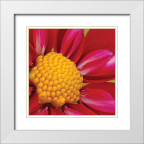 Starburst Square II White Modern Wood Framed Art Print with Double Matting by Styber, Dana