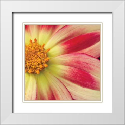 Starburst Square III White Modern Wood Framed Art Print with Double Matting by Styber, Dana