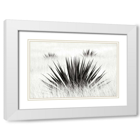 Agave BW I White Modern Wood Framed Art Print with Double Matting by Taylor, Douglas