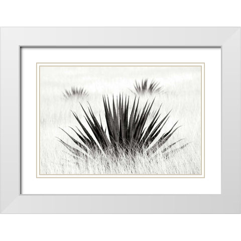 Agave BW I White Modern Wood Framed Art Print with Double Matting by Taylor, Douglas