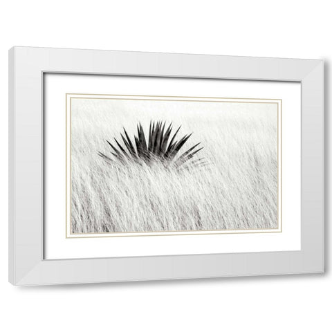 Agave BW II White Modern Wood Framed Art Print with Double Matting by Taylor, Douglas