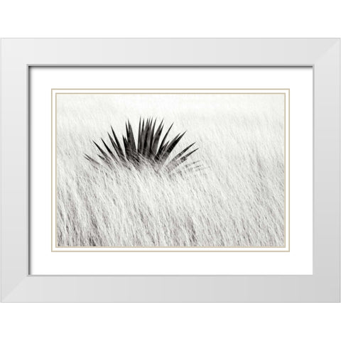 Agave BW II White Modern Wood Framed Art Print with Double Matting by Taylor, Douglas