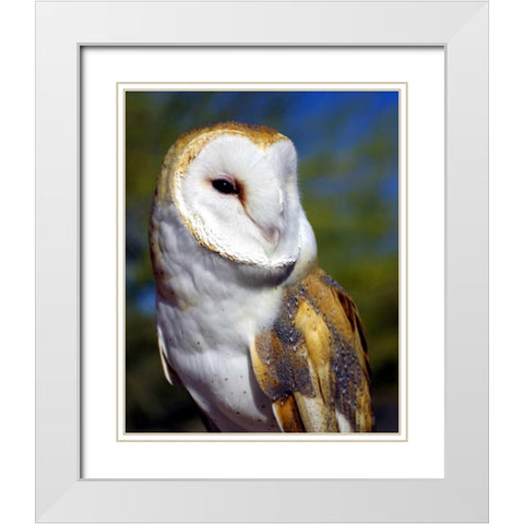 Barn Owl White Modern Wood Framed Art Print with Double Matting by Taylor, Douglas