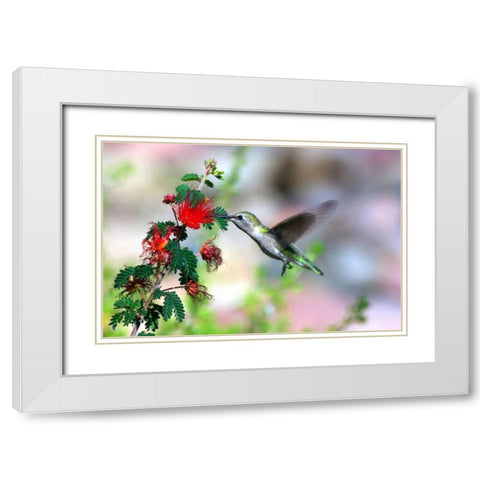 Hummingbird White Modern Wood Framed Art Print with Double Matting by Taylor, Douglas
