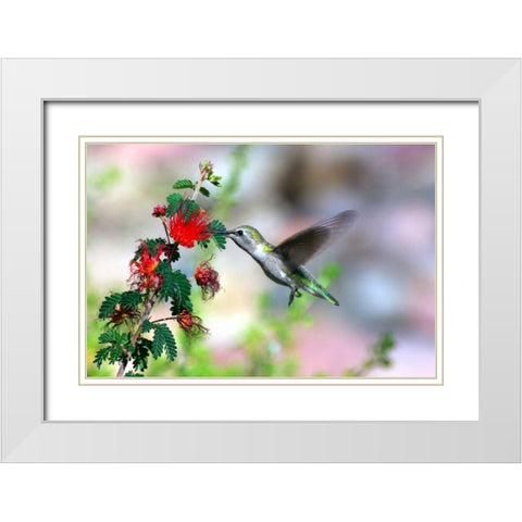 Hummingbird White Modern Wood Framed Art Print with Double Matting by Taylor, Douglas