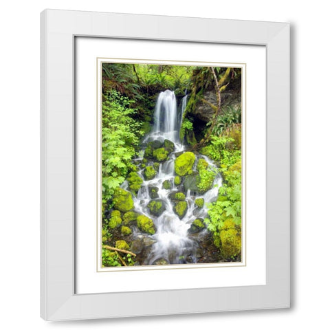 Rainforest Falls White Modern Wood Framed Art Print with Double Matting by Taylor, Douglas