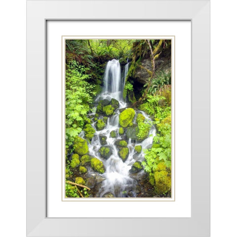 Rainforest Falls White Modern Wood Framed Art Print with Double Matting by Taylor, Douglas