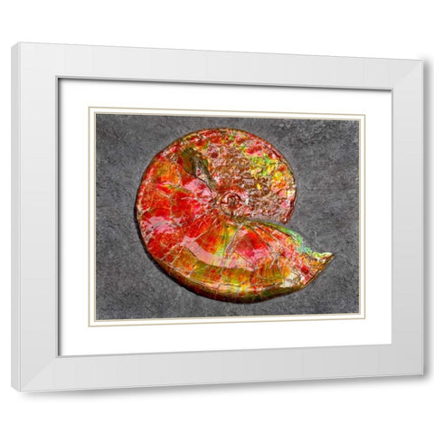 Ammonite in Matrix White Modern Wood Framed Art Print with Double Matting by Taylor, Douglas