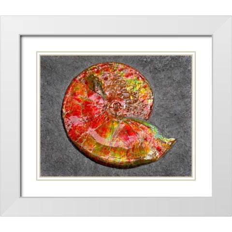 Ammonite in Matrix White Modern Wood Framed Art Print with Double Matting by Taylor, Douglas