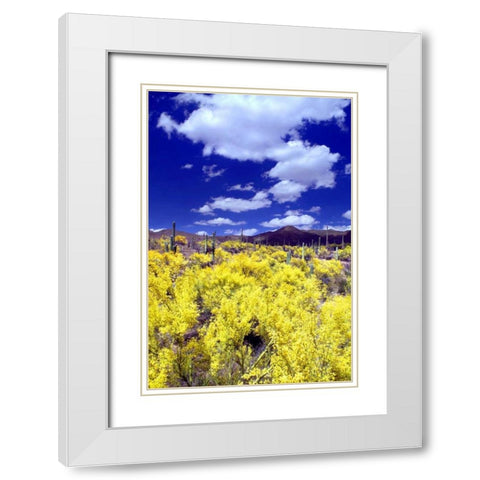 Palo Verde Bloom White Modern Wood Framed Art Print with Double Matting by Taylor, Douglas