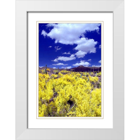 Palo Verde Bloom White Modern Wood Framed Art Print with Double Matting by Taylor, Douglas