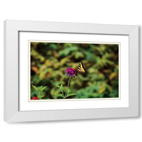 Garden Butterfly I White Modern Wood Framed Art Print with Double Matting by Clayton-Thompson, Philip