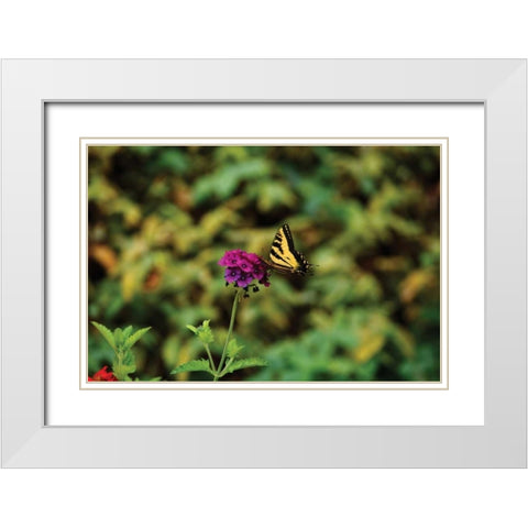 Garden Butterfly I White Modern Wood Framed Art Print with Double Matting by Clayton-Thompson, Philip