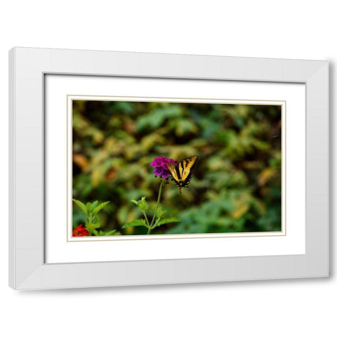 Garden Butterfly II White Modern Wood Framed Art Print with Double Matting by Clayton-Thompson, Philip