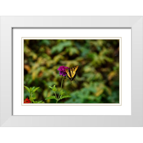 Garden Butterfly II White Modern Wood Framed Art Print with Double Matting by Clayton-Thompson, Philip