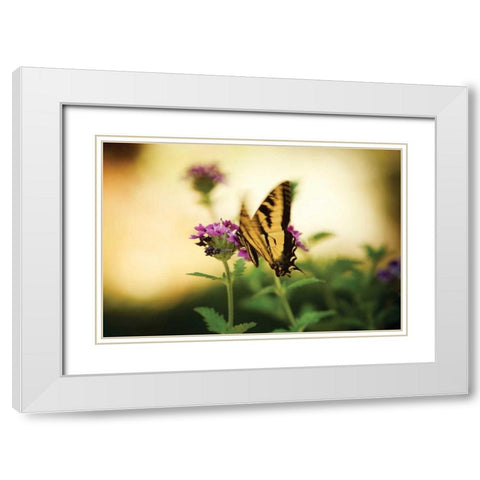Garden Butterfly III White Modern Wood Framed Art Print with Double Matting by Clayton-Thompson, Philip
