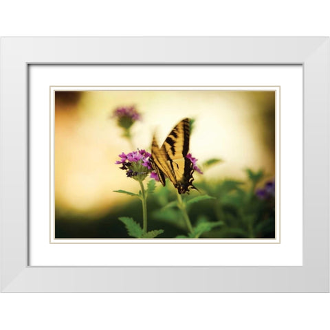 Garden Butterfly III White Modern Wood Framed Art Print with Double Matting by Clayton-Thompson, Philip