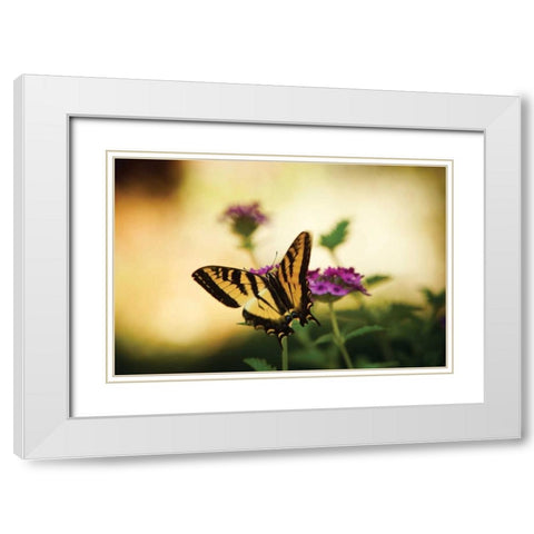 Garden Butterfly IV White Modern Wood Framed Art Print with Double Matting by Clayton-Thompson, Philip