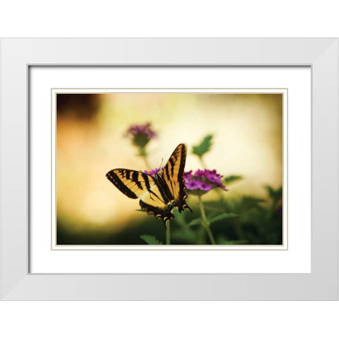 Garden Butterfly IV White Modern Wood Framed Art Print with Double Matting by Clayton-Thompson, Philip
