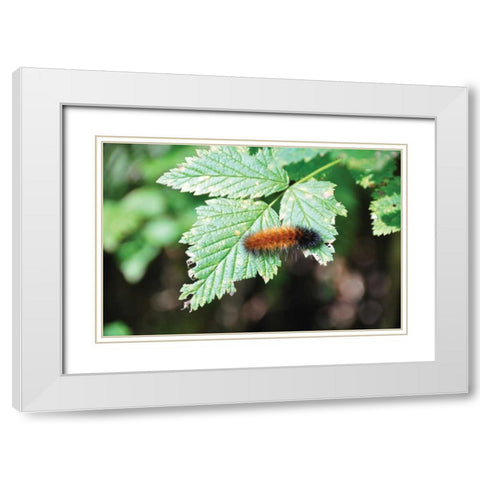 Caterpillar on Leaf II White Modern Wood Framed Art Print with Double Matting by Thomas, Logan