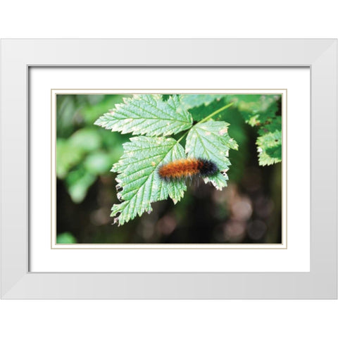 Caterpillar on Leaf II White Modern Wood Framed Art Print with Double Matting by Thomas, Logan