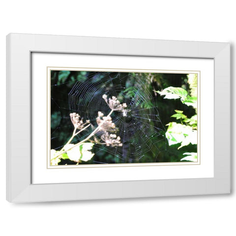 Spiderweb I White Modern Wood Framed Art Print with Double Matting by Thomas, Logan