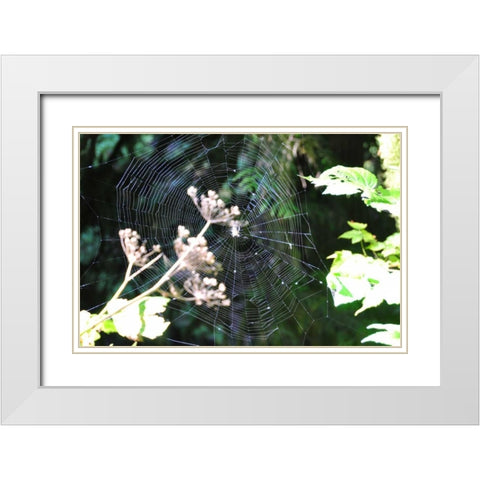 Spiderweb I White Modern Wood Framed Art Print with Double Matting by Thomas, Logan
