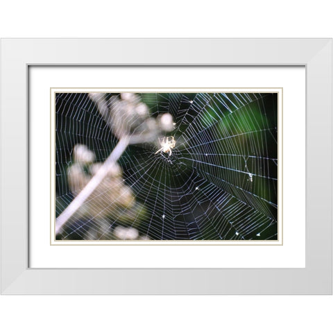 Spiderweb II White Modern Wood Framed Art Print with Double Matting by Thomas, Logan