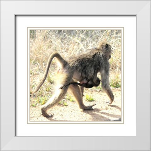 Safari Baboon and Baby II White Modern Wood Framed Art Print with Double Matting by Underdahl, Dana