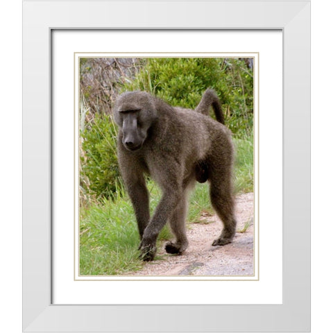 Baboon II White Modern Wood Framed Art Print with Double Matting by Underdahl, Dana