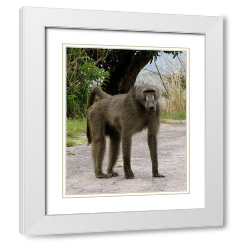 Baboon IV White Modern Wood Framed Art Print with Double Matting by Underdahl, Dana