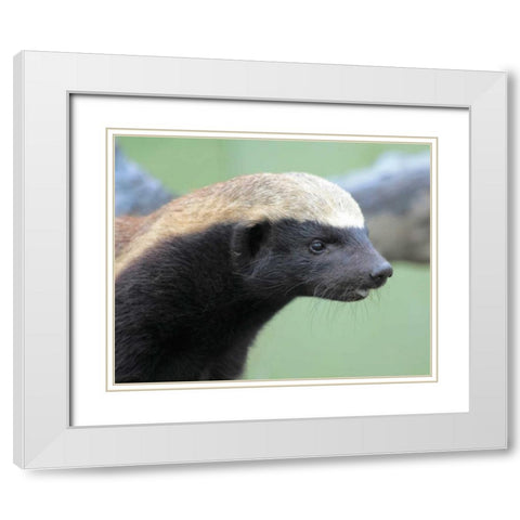 Badger I White Modern Wood Framed Art Print with Double Matting by Underdahl, Dana