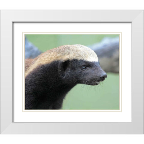 Badger I White Modern Wood Framed Art Print with Double Matting by Underdahl, Dana