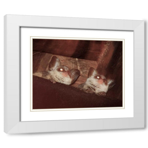 Bushbaby I White Modern Wood Framed Art Print with Double Matting by Underdahl, Dana