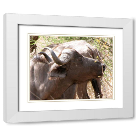 Cape Buffalo IV White Modern Wood Framed Art Print with Double Matting by Underdahl, Dana