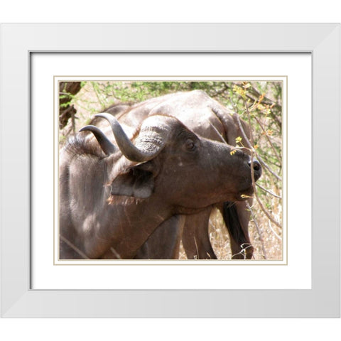 Cape Buffalo IV White Modern Wood Framed Art Print with Double Matting by Underdahl, Dana