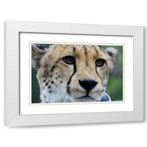 Cheetah I White Modern Wood Framed Art Print with Double Matting by Underdahl, Dana
