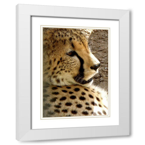 Cheetah Portrait I White Modern Wood Framed Art Print with Double Matting by Underdahl, Dana