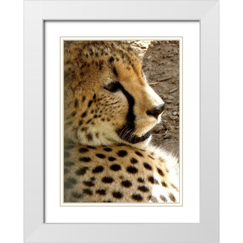 Cheetah Portrait I White Modern Wood Framed Art Print with Double Matting by Underdahl, Dana
