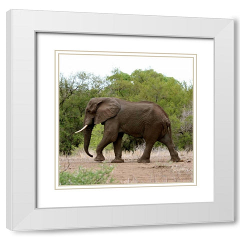 Safari Elephant I White Modern Wood Framed Art Print with Double Matting by Underdahl, Dana